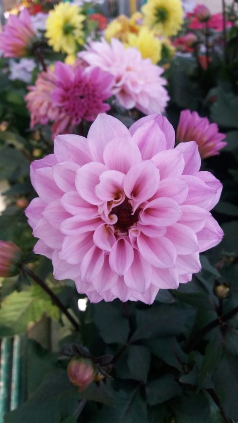 La hipnotizante #belleza de una #dalia, #flor muy apreciada por su #aroma. #UNJARDINPARAMI Dalia Flower Aesthetic, Pink Dalia, Dahlia Karma Prospero, Sandia Brocade Dahlia, Apricot Desire Dahlia, Dahlia, Diy And Crafts, Floral, Flowers