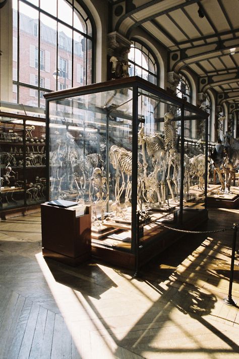 Vitrine Design, Glass Cases, Galleria D'arte, Musee Carnavalet, Museum Displays, Science Museum, Natural History Museum, Dark Academia Aesthetic, Academia Aesthetic