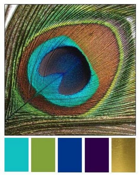 Peacock/ color chart Peacock Color Scheme, Peacock Images, Peacock Colors, Peacock Decor, Peacock Theme, Textil Design, Peacock Color, Wedding Palette, Colorful Feathers