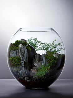 Moss Crafts, Small Terrarium, Beautiful Terrariums, نباتات منزلية, Bottle Garden, Moss Garden, Indoor Gardens, Garden Terrarium, Terrarium Diy