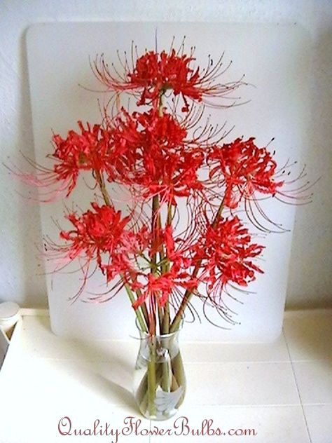 Simple beauty with a wisp of whimsy with this arrangement of red spider lilies. Red Spider Lily Bouquet, Spider Lily Origami, Spider Lily Bouquet, Red Spider Lilies, Flowers September, Japanese Elements, Spider Lilies, Buddha Tattoo Design, Red Spider Lily