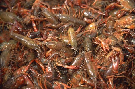 How to Set Up a Freshwater Crayfish Farm | Cuteness.com Aqua Farm, Shrimp Farming, Aquaponics Fish, Aquaponic Gardening, Permaculture Design, Aquaponics System, Clean Cooking, Fish Farming, Ponds Backyard