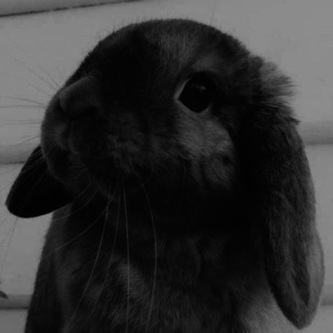 Rabbit Aesthetic Dark, Black Bunny Aesthetic, Rabbit Aesthetic, Bunny Aesthetic, Black Bunny, Aesthetic Dark, Dark Aesthetic, Collage, Animals