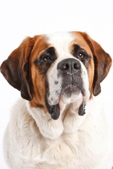 Photo Farm, Greater Swiss Mountain Dog, Swiss Mountain Dogs, St Bernard Dogs, American Cocker Spaniel, Bernard Dog, St Bernard, Cat Portrait, Great Pyrenees