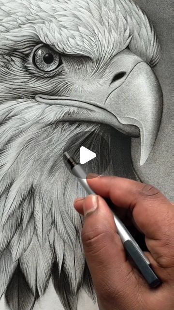 Charcoal And Graphite Drawings, Graphite Animal Drawings, Eagle Drawing Sketches, Eagle Pencil Drawing, Eagle Sketch, Art Reels, Feather Drawing, Eagle Drawing, Animal Portraits