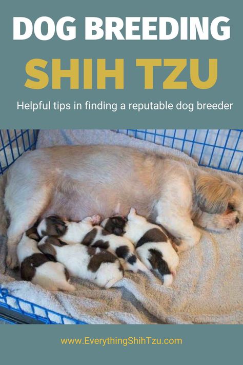 Helpful tips in finding a reputable Shih Tzu dog breeder Shih Tzu Breeders, Collapsible Dog Crate, Non Shedding Dogs, Dog Spay, Good Dog, Dog Shedding, Shih Tzu Dog, Puppy Food, Dog Biting