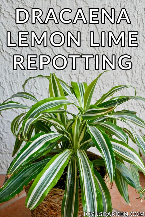 This is all about Dracaena Lemon Lime (Lemon Lime Plant) repotting including things good to know, steps to take & the soil mix to use. joyusgarden.com #dracaenalemonlime #lemonlimeplant #repottingadracaenalemonlime #howtorepotadracaenalemonlime #repotsmalldracaena Lemon Lime Plant, Dracaena Plant Care, Dracena Plant, Lime Plant, Easiest Indoor Plants, Houseplants For Low Light, Indoor Plant Tips, Plant Repotting, Houseplant Propagation