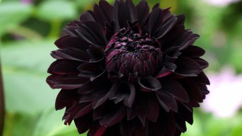 Black Dahlia Flower, Black Dahlias, Dahlias Flower, Tall Vase Arrangements, Black Petunias, Goth Garden, Growing Dahlias, Dahlia Flowers, Gothic Garden