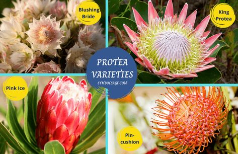 Proteas aren’t just colorful and exotic—they’re symbols of beauty and courage too. From firework-like blooms to artichoke and goblet-shaped varieties, proteas will surely bring a touch of the tropics to your home. King Protea, Flower Symbol, Protea Flower, Flower Meanings, Blush Bride, Floral Decor, Blush, Floral, Pink