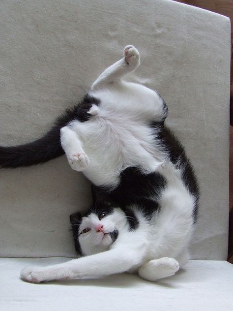 Funny Yoga, Tuxedo Cats, Cat Yoga, Cat Pose, Airbrush Art, White Cats, Cute Kittens, Cats Meow, Beautiful Cats