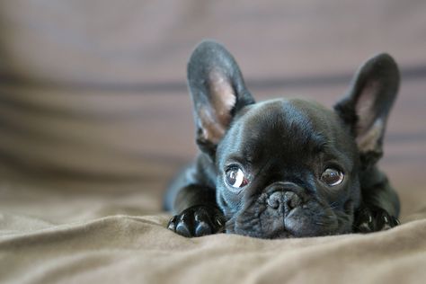 Black French Bulldogs, Bulldog Francese, Boston Terrier Puppy, French Bulldog Puppy, French Bulldog Puppies, Sweet Dogs, Bulldog Puppies, Animals Friends, I Love Dogs