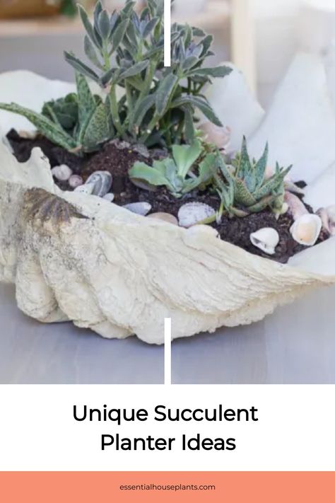 Explore a variety of creative and easy-to-make succulent planter ideas, perfect for both indoor and outdoor spaces. Discover unique DIY projects to add some greenery to your home or garden. Whether you prefer a modern design or a rustic look, there's a succulent planter idea for every style. Get inspired and bring some natural beauty into your living space with these charming plant arrangements. Succulent Planter Ideas Indoor, Unique Succulent Planter Ideas, Succulent Planter Ideas, Succulent Arrangements Diy, Indoor Succulent Planter, Concrete Succulent Planters, Vertical Succulent Gardens, Succulent Display, Plant Arrangements