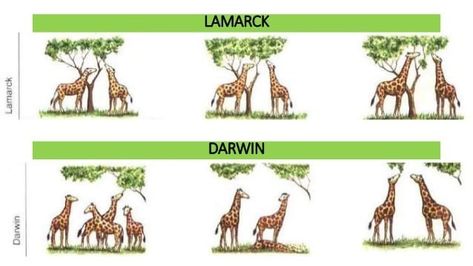 Charles Darwin Evolution, Darwin Evolution, Process Of Evolution, Theory Of Evolution, Charles Darwin, Keep On, The Process, Evolution, The Year