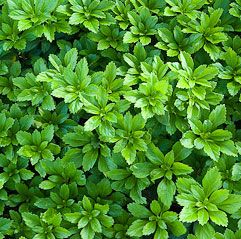 perennial ground covers Ground Covers For Sun, Replace Lawn, Perennial Ground Cover, Plants Under Trees, Drought Tolerant Perennials, Perennial Grasses, Ground Covers, Rock Garden Plants, Border Plants