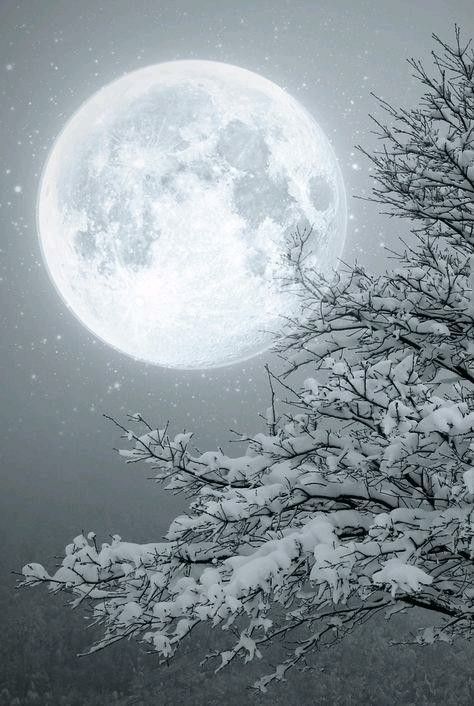 Snow Moon Era Victoria, Tree Magic, Shoot The Moon, Winter Szenen, Snow Ice, Winter Wonderland Christmas, Moon Pictures, Good Night Moon, The Full Moon