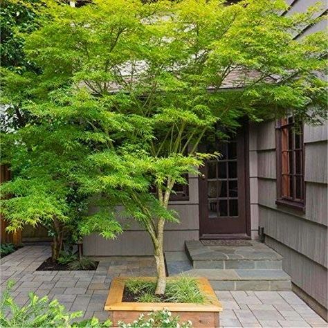 Japanese Maple, slate patio Green Japanese Maple, Small Trees For Garden, Japanese Garden Decor, Beautiful Japanese Gardens, Small Japanese Garden, Japanese Maple Tree, Japanese Garden Design, Acer Palmatum, Casa Exterior