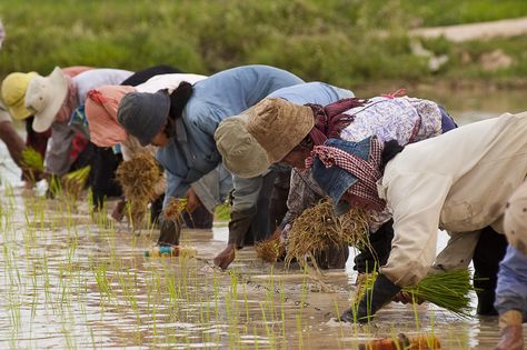 Cambodian Farmers Planting Rice, Cambodia Traditional Economy, Tanzania Food, Raw Sweet Potato, Tonle Sap, Battambang, Rice Paddy, Raw Potato, Rostov On Don, Sustainable Agriculture