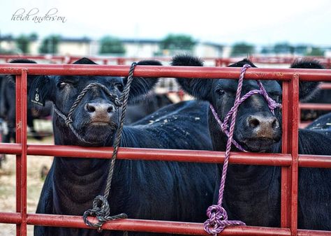 Show Cattle Barn, Club Calf, Cattle Showing, Beef Cows, Showing Cattle, Livestock Showing, Grand Island Nebraska, Show Cows, Cattle Barn