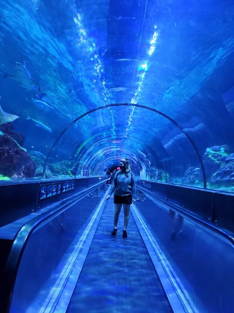 Aquarium, Blue, Orlando, New Years, 2021, Tunnel, HUJI Aquarium Tunnel, Aquarium Design, After Movie, Glass Floor, Shoe Design, Red Sea, Aquariums, Art Plastique, Walkway