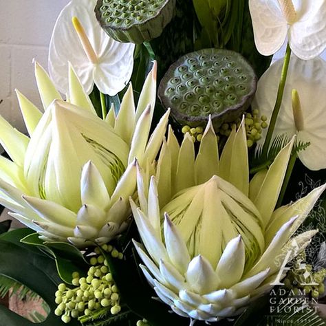 Protea Arrangements, White Protea, Architectural Structure, Lotus Pods, King Protea, Protea Flower, Flower Room, Tropical Leaves, Love Love