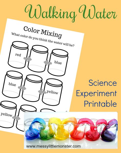 Rainbow Walking Water Science Experiment Rainbow Worksheet, Walking Water Science Experiment, Walking Water Experiment, Vetenskapliga Experiment, Water Science Experiments, Rainbow Experiment, Easy Science Projects, Walking Water, Water Experiments