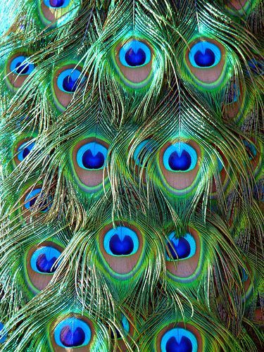 beautiful peacock plumes Peacock Room Decor, Mouse Guard, Peacock Photos, Peacock Pictures, Peacock Colors, Peacock Decor, Peacock Painting, Peacock Art, Peacock Bird