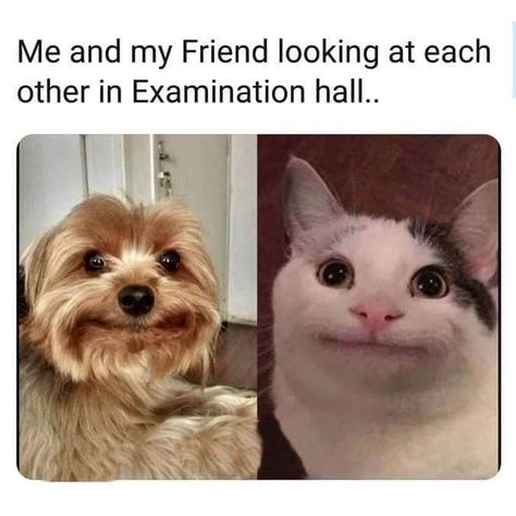 Exam Memes Funny, Exam Memes, Exams Memes, Indian Memes, Workplace Memes, Looking At Each Other, Shawn Mendes Memes, Me And My Friend, Funny School Jokes