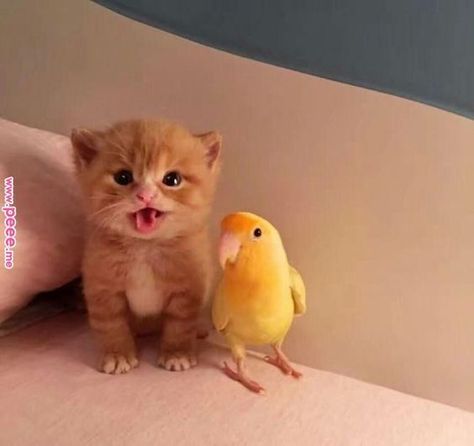 Kitten with its bird friend ❤ #kitten #bird #bestfriends #catfriends #aww #adorable Image Chat, Animals Friendship, Baby Animals Funny, Cute Kittens, Akita, Beautiful Cats, 귀여운 동물, Baby Cats