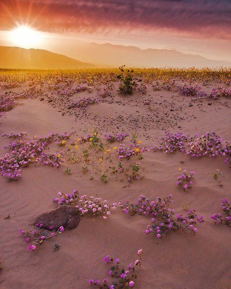 "Somos o que nossos pensamentos fizeram de nós; portanto tome cuidado com o que você pensa. As palavras são secundárias. Os pensamentos vivem; eles viajam longe."  Swami Vivekananda Desert Landscape Photography, High Desert Landscaping, West Coast Road Trip, Visit California, Spring Landscape, California Travel Road Trips, California National Parks, Desert Landscaping, Wedding Humor