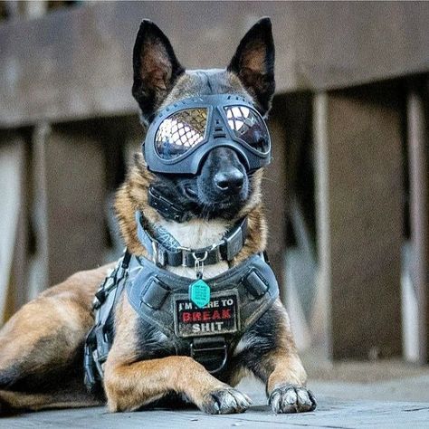 Dog Armor, Operation Raccoon City, K9 Unit, Tactical Wear, Police K9, Military Dogs, Dog Facts, Belgian Malinois, Dog Vest