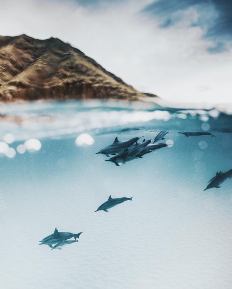 Jack Bates ☮︎ on Instagram: “Resist nothing” Half Underwater Photography, Half Underwater, Channel Islands National Park, Animals Photography, Adventure Inspiration, Film Photography 35mm, Pinterest Images, Visit California, Underwater Photos