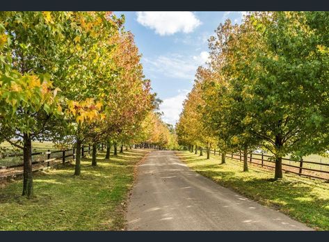 Tree Lined Driveway Country Farms, Farm Driveway, Lined Driveway, Farm Landscaping, Driveway Entrance Landscaping, Tree Lined Driveway, Driveway Entrance, Driveway Landscaping, Farmhouse Landscaping