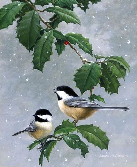 Chickadee Art, Have Inspiration, Christmas Bird, Holly Leaves, Bird Artwork, Two Birds, Bird Pictures, Pretty Birds, Bird Illustration