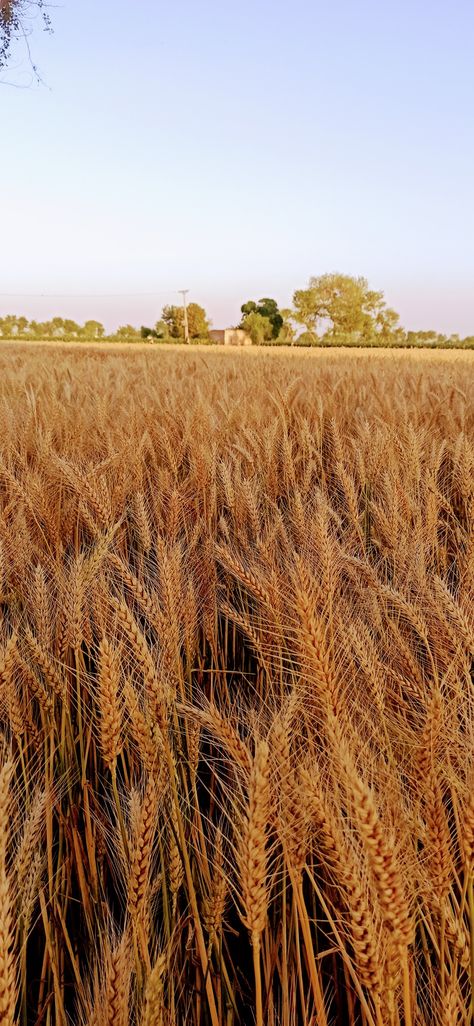 Wheat Farm Aesthetic, Wheat Aesthetics, Wheat Field Aesthetic, Farm Asthetic, Cinematic Reference, Wheat Field Photography, Punjab Aesthetic, Crops Farm, Harvest Aesthetic