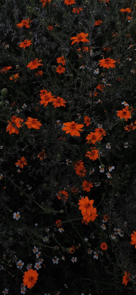 Naranjas y blancas en otro matiz Nature Lover, Iphone, Flowers, Quick Saves, Nature