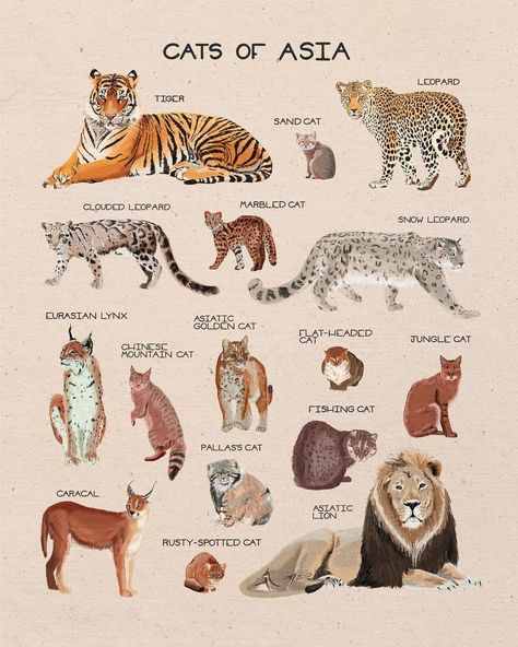 Wild Cat Species, Wildlife Biologist, Cat Species, Cat Family, Animal Facts, Prehistoric Animals, Silly Animals, Animal Posters, Arte Animal