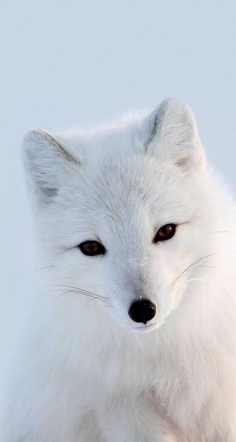 Soooooo cute Regnul Animal, Albino Animals, Bird Wallpaper, Arctic Fox, Pretty Animals, Biome, Majestic Animals, Baby Fox, Cute Fox