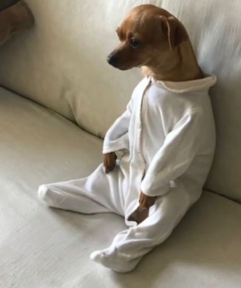 Dog Praying, Weird Dogs, Goofy Dog, Flipagram Instagram, Funny Animal Photos, Silly Dogs, Down The Rabbit Hole, The Rabbit Hole, Cute Funny Dogs