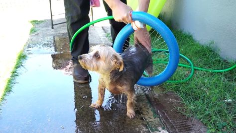 Pool noodles are great for kids enjoying a summer swim, but they're also incredibly useful for DIY projects that can make life easier or more fun for you and your dog. Noodle Crafts, Dog Life Hacks, Dogs Stuff, Bacon And Egg Casserole, Pool Noodle, Pool Noodles, Flirting Tips For Girls, Dog Hacks, Fun For Kids