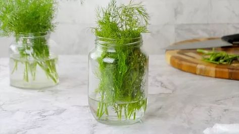 How To Keep Dill Fresh In Fridge, Preserving Fresh Dill, How To Store Fresh Dill, Crispy Dill Pickles, Making Dill Pickles, Canning Ideas, Storing Vegetables, Herb Garden In Kitchen, Harvesting Herbs