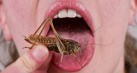 Insects are tasty and nutritious, and raising them is good for the planet. So how can Westerners be convinced to give insects a taste? Eating Bugs, Person Eating, Edible Insects, Did You Eat, Arthropods, Sustainable Food, People Eating, Protein Bars, Pest Control