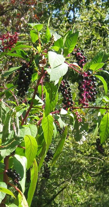 Pokeberry Tincture & Dye Poke Berry, Wild Food Foraging, Medical Herbs, Natural Dye Fabric, Berry Plants, Vinegar And Water, Food Forest, Wild Food, Eco Printing