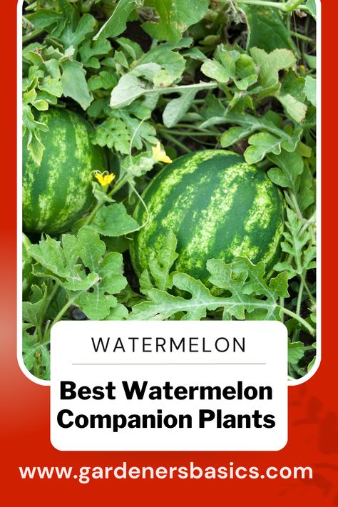 Best Watermelon Companion Plants by Gardeners Basics Watermelon Companion Plants, Best Watermelon, Best Companion Plants, Companion Plants, Thriving Garden, Canned Corn, Food Forest, Companion Planting, Mulch