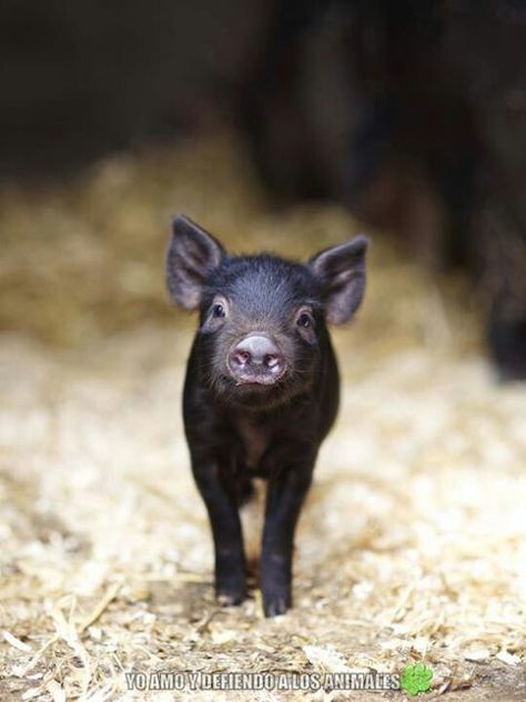 Saw a bigger version of this piglet at a Coffs markets last weekend and fell in love...the pig sat when asked just like a dog...I want one!! Teacup Pigs, Mini Pigs, Pet Pigs, Baby Pigs, Cute Pigs, Sweet Animals, Zebras, The Farm, Animals Friends