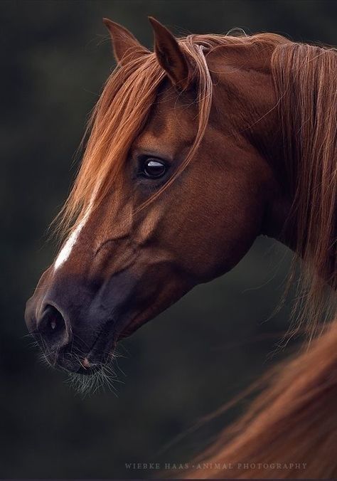 Horses Beautiful, Horse Photography Poses, Regard Animal, Equine Portraits, Horse Inspiration, Most Beautiful Horses, Horse Face, Horse Portrait, Majestic Horse