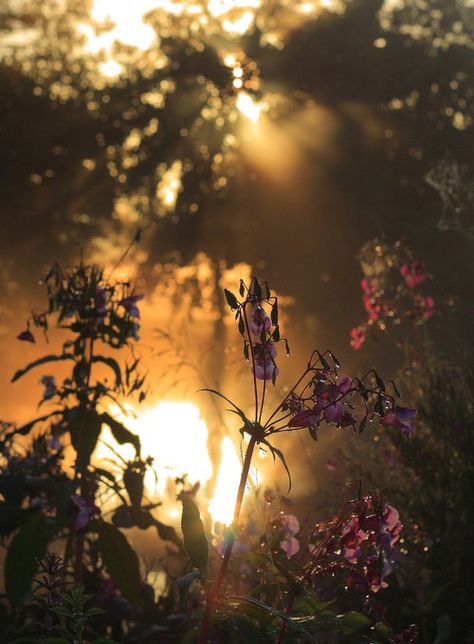 Spiritual Garden, Virtual Flowers, Field Of Dreams, Flower Lights, Summer Solstice, Wild Hearts, Himalayan, Beautiful Photography, Color Photography