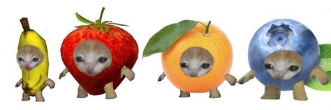 cat fruit header Funny Twitter Headers, Funny Banner, Fruit Icons, Vocaloid Funny, Twitter Header Pictures, Cute Banners, Twitter Header Photos, Cute Headers, Warrior Cats Art