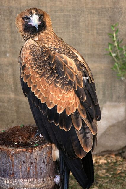 Wedge Tailed Eagle, Raptors Bird, Bird Of Prey, Australian Birds, Nature Birds, Exotic Birds, Pretty Birds, Colorful Birds, Birds Of Prey