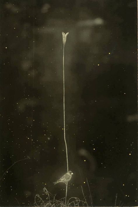 ~ Masao Yamamoto Yamamoto Masao, Masao Yamamoto, Japanese Photography, Robert Frank, Minimalist Photography, Haiku, Light And Shadow, White Photography, Japanese Art