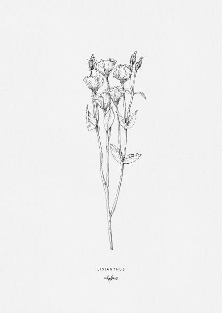 Larkspur Tattoo, Love Patience, Botanical Line Drawing, Floral Logo Design, Floral Drawing, Plant Drawing, Floral Logo, Botanical Drawings, Nassau